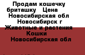 Продам кошечку - бриташку › Цена ­ 600 - Новосибирская обл., Новосибирск г. Животные и растения » Кошки   . Новосибирская обл.